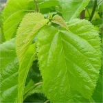 mulberry leaf p.e./ mulberry leaf tea/ mulberry leaf dnj