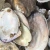 Import Natural Surface  Seashell DIY Home Decoration, Conch Craft Sea  Shell Raw Material from China