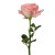 Import New Arrival Export Fresh Cut Flowers Diana Roses From Yunnan from China