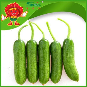 New crop cucumber, organic cultivation fresh cucumber for sale