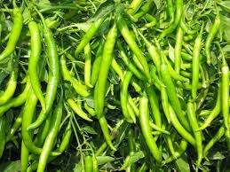 NEW CROP OF PEPPER SEEDS F1 FOR USA