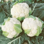 Nutritive Fresh And Quality Cauliflower From Srilanka For Sale