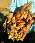Organic High Quality Exporting Fresh Gingers With Best Selling Price From Trung My Company