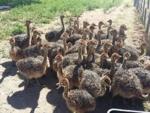 Ostrich Chicks Red and Black neck Ostrich for saleLive Ostrich Birds AVAILABLE