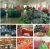 Outdoor summer trend 210D Fabric 210T ripstop polyester chair Laybag Beach Air Sofa Sleeping Bag inflatable sofa