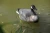 Import plastic hunting duck decoy from China