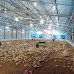 Prefabricated Light Steel Structure Build Chicken Poultry Farming House Construction