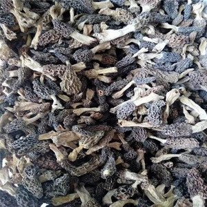 price of black morel mushroom black fungus mushroom magic mushrooms dried