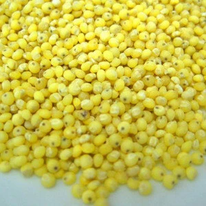 Red and Yellow Millet Available in Large Quantities