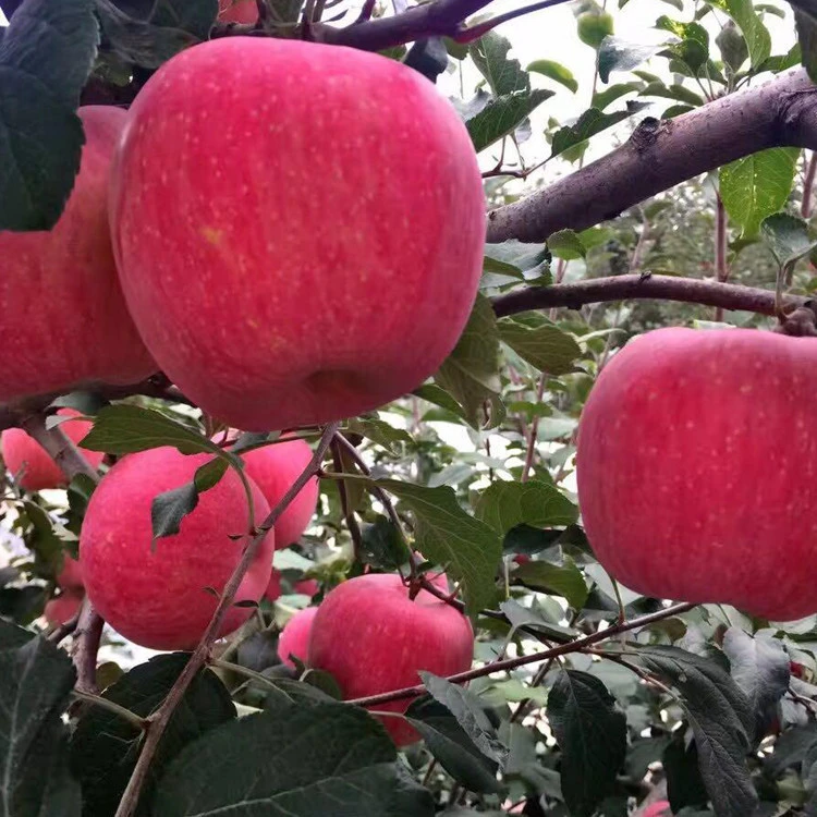 Red organic fresh fruit apples