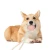 Rena Pet New Strong Fashion Popular Colorful Durable Cotton Rope Chewing Play Toy with TPR