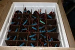 Seafood Fresh and frozen Lobster, LIVE and FRESH LOBSTER