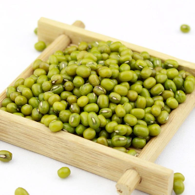  season Chinese green mung bean price for supermarket