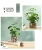 Import Simulated potted home decoration office desktop eye-raising simulated plant bonsai from China