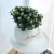 Import Simulation plant single eucalyptus flower accessories microscopic material grass decorative leaf from China
