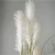Import Spot wholesale artificial  reed big grass curved bonsai Nordic large onion grass reed artificial plant from China