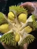 Thailand Fresh Durian Monthong grade AAA
