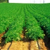 top farmland drip irrigation system price / farm watering system