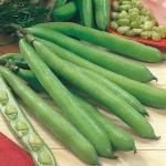 Top Grade Broad Beans (Dried)