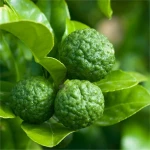 TOP GRADE EXPORT QUALITY INDONESIA FRESH KAFFIR LIME CITRUS HYSTRIX FOR EXPORT