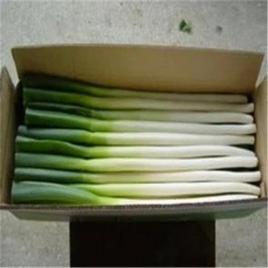 Top Quality Fresh Scallion Available for sale now.