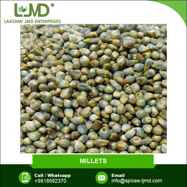 Top Selling Greyish Green Colour Millet Supply from Leading Manufacturer