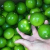 Vietnam Fresh Seedless Lime