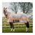 Import Waterproof &amp; Breathable Horse Rug Suppliers from India
