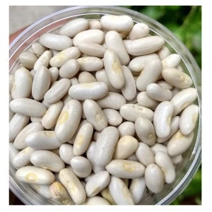 white kidney beans / butter bean / white bean Wholesale Seller Best quality Bulk Quantity Wholesale rate