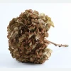 Wholesale  Natural Decorative Flowers Flowers Big Size Leaves Single Preserved Hydrangea