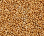 yellow and white millet bird food for sale