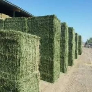 High Class Alfalfa or Lucerne Hay for Animal Feed