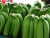 Import FRESH CAVENDISH BANANA from South Africa