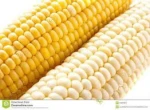 Yellow Corn/ White Corn for Human Consumption Non Gmo Yellow Corn/ Yellow Corn for Animal Feed Low Price
