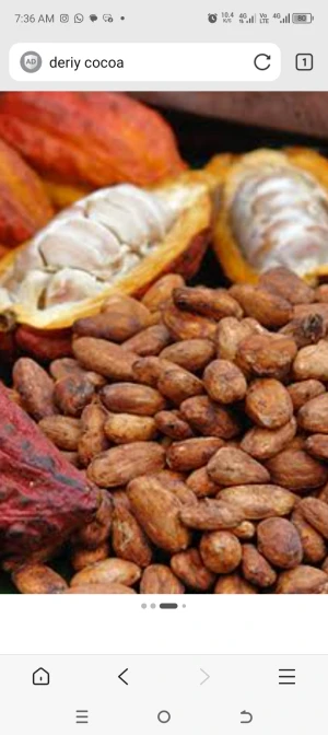 Cocoa