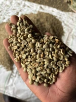 Premium Robusta green coffee beans