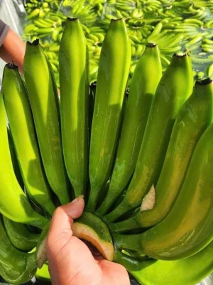 Fresh Cavendish Bananas – Premium Quality Export Grade