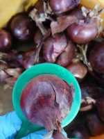 Red onion