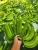 Import Fresh Cavendish Bananas – Premium Quality Export Grade from Poland