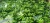 Import Fresh Cavendish Bananas – Premium Quality Export Grade from Poland