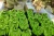 Import Fresh Cavendish Bananas – Premium Quality Export Grade from Poland