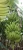 Import Fresh Cavendish Bananas – Premium Quality Export Grade from Poland