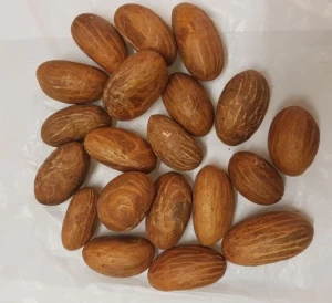 Garcinia kola Nuts,Fresh Bitter kolar Nuts