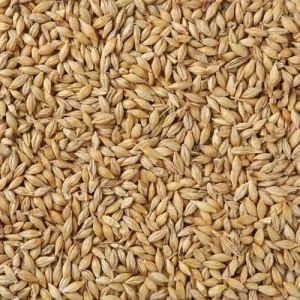Quality Whole Wheat