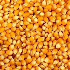 Bulk Supply of Corn for Poultry, Cattle & Livestock Feed