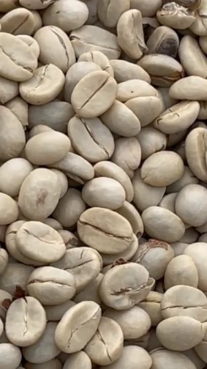 ARABICA & ROBUSTA COFFEE BEANS