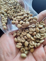 High Quality Indonesian Robusta Green Coffee Beans – Bulk Export Supplier
