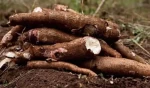 TME419 Cassava (higher starch content)