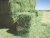 Import Best Grade Alfalfa Hay Bales Cattle Horses Feed Alfalfa Hay Price Alfalfa Hay Exporters for Sale from Malaysia