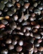 Palm kernel Nuts/PKO/PKC